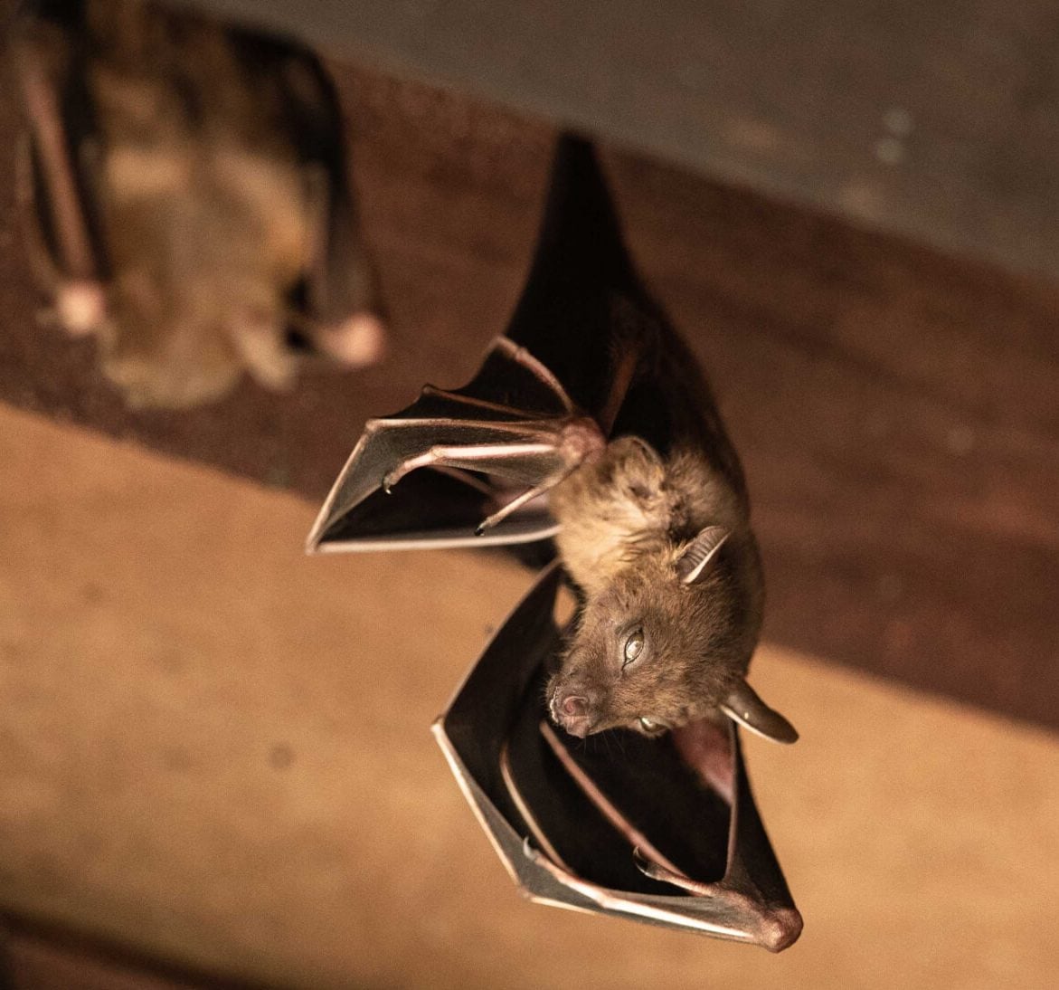 Wildlife-Bats in Clearwater